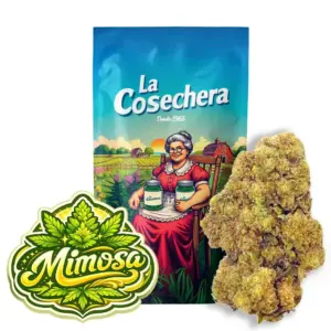 Mimosa Greenhouse La Cosechera — Farma CBD France