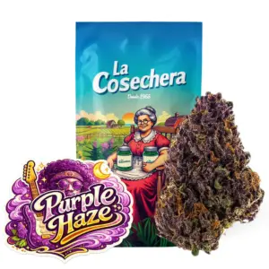 Purple Haze Greenhouse La Cosechera — Farma CBD France