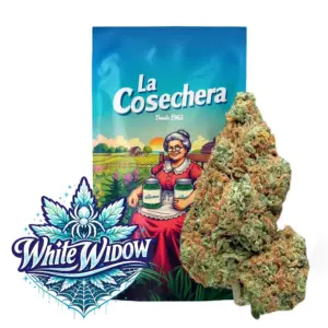 White Widow Greenhouse La cosechera — Farma CBD France