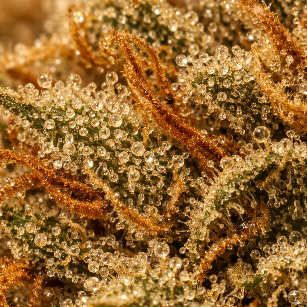 Gros plan sur trichomes cristallins sur fleur de chanvre séchée