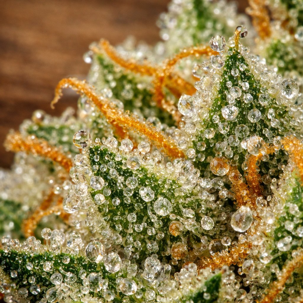 Macro des trichomes et résine sur fleur de CBD