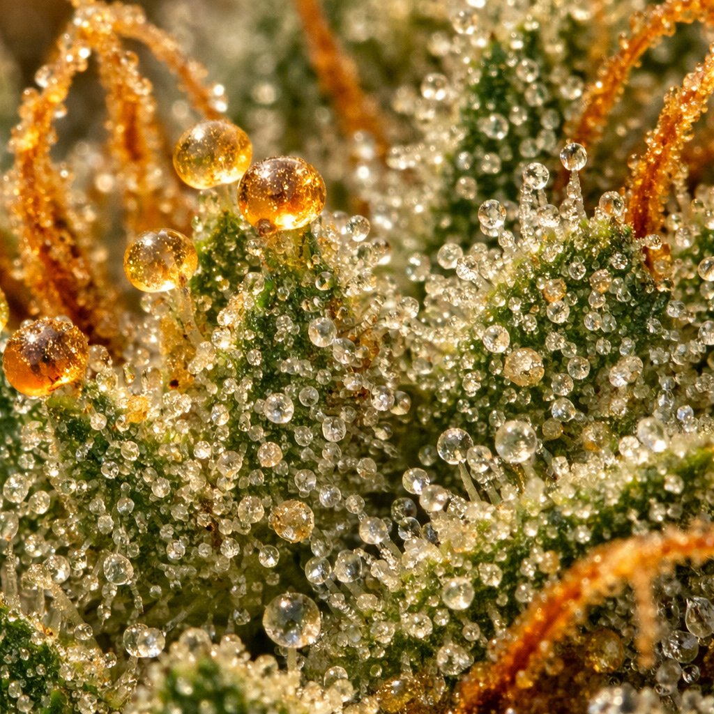 Macro trichomes et résine sur fleurs CBD séchées