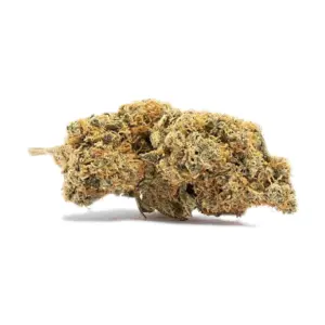 Fleur idukki gold cbd Mandala 10 g, têtes dorées et compactes de la variété Idukki Gold aux reflets ambrés