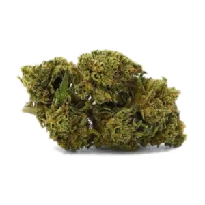 Fleur larry og 5g cbd Mr Brown aux teintes vert olive et trichomes argentés, variété Larry OG compacte et résineuse