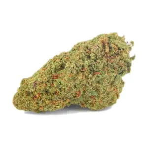 Fleur de parvati valley cbd Mandala 10 g, têtes compactes vert olive et brunes, trichomes visibles, variété Parvati Valley signée Mandala