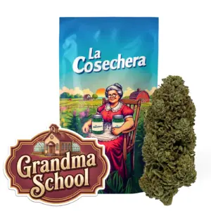 Grandma School Greenhouse Fleurs CBD La Cosechera