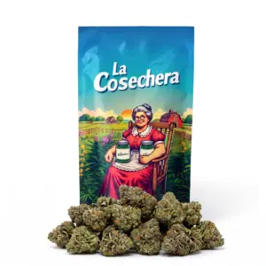 Jealousy Small Buds Indoor La Cosechera