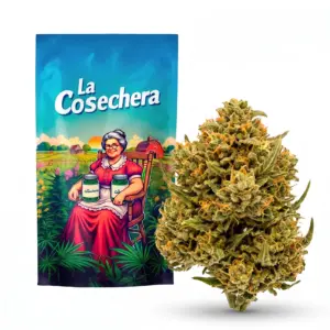 Mandarin Cookies Outdoor Fleurs CBD La Cosechera