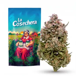 Rainbow Belts Outdoor Fleurs CBD La Cosechera
