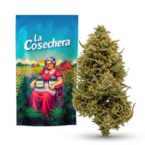 Triangle Kush Outdoor Fleurs CBD La Cosechera
