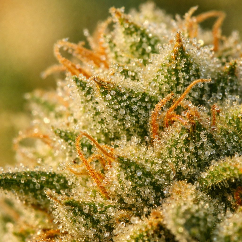 Détail macro des trichomes sur fleur CBD La Cosechera Greenhouse